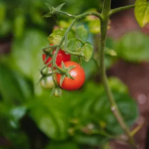 Nea's Green Garden Croatie